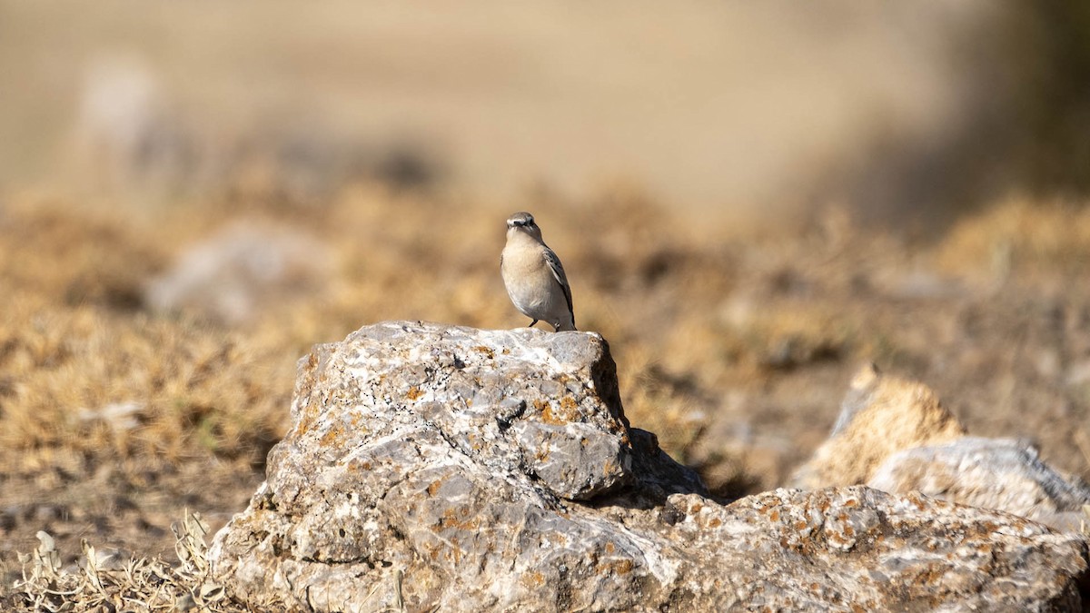 Northern Wheatear - ML619993642