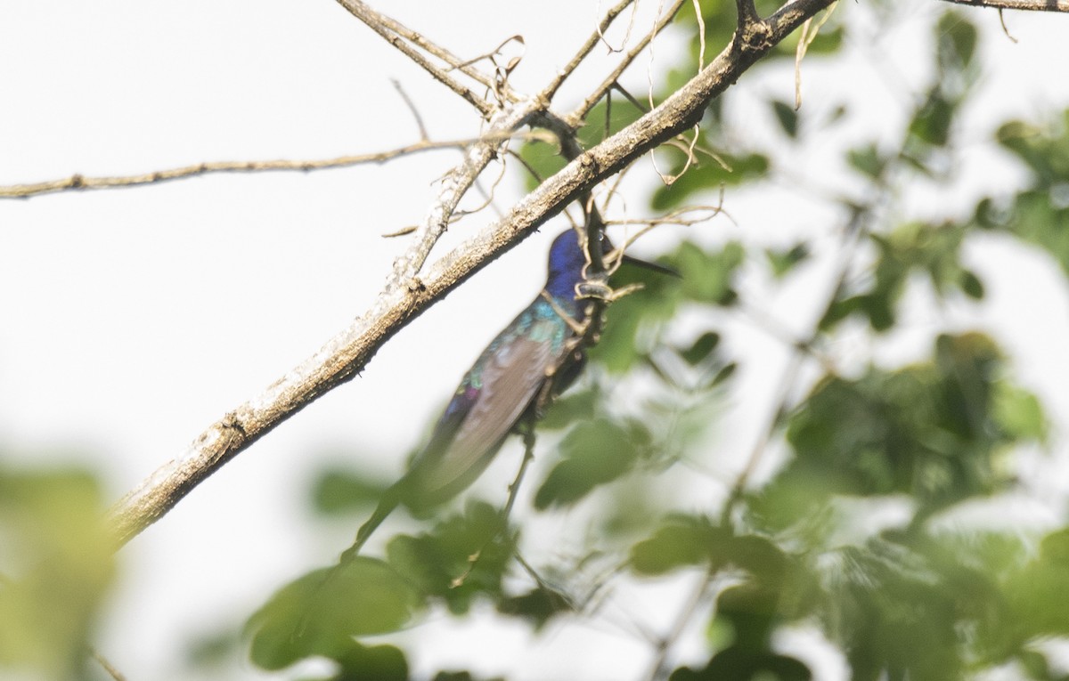 Swallow-tailed Hummingbird - ML619993648