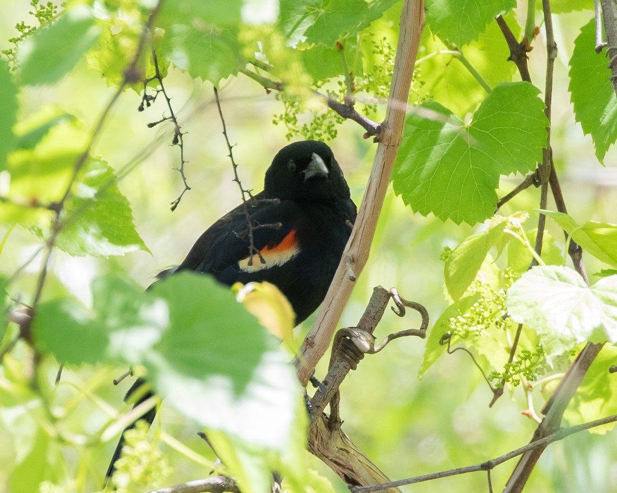 Red-winged Blackbird - Tom Crockett