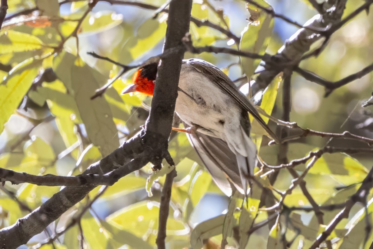 Red-faced Warbler - ML619993655