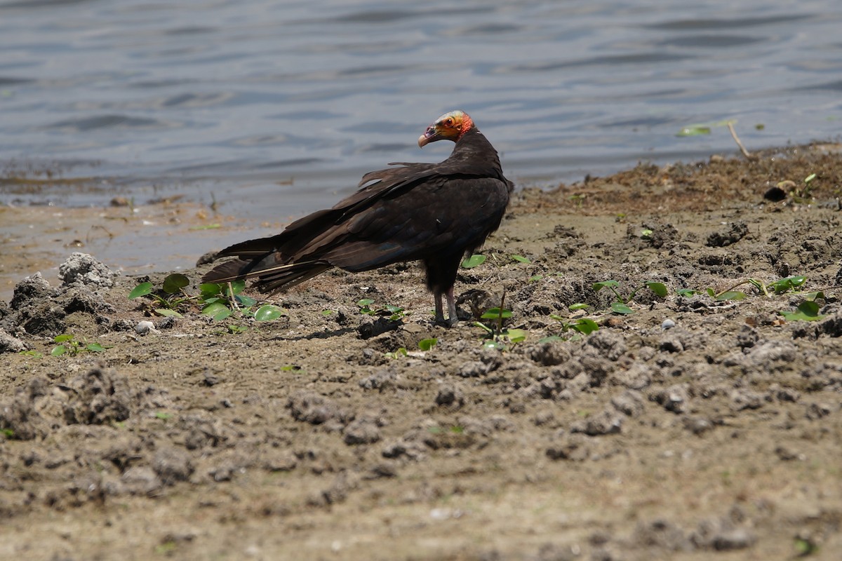 Lesser Yellow-headed Vulture - ML619993656