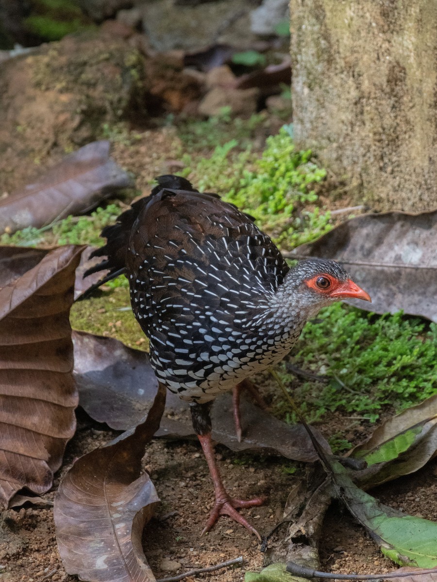 Sri Lanka Spurfowl - ML619993657