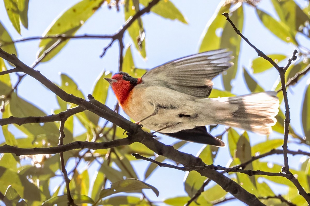 Red-faced Warbler - ML619993658