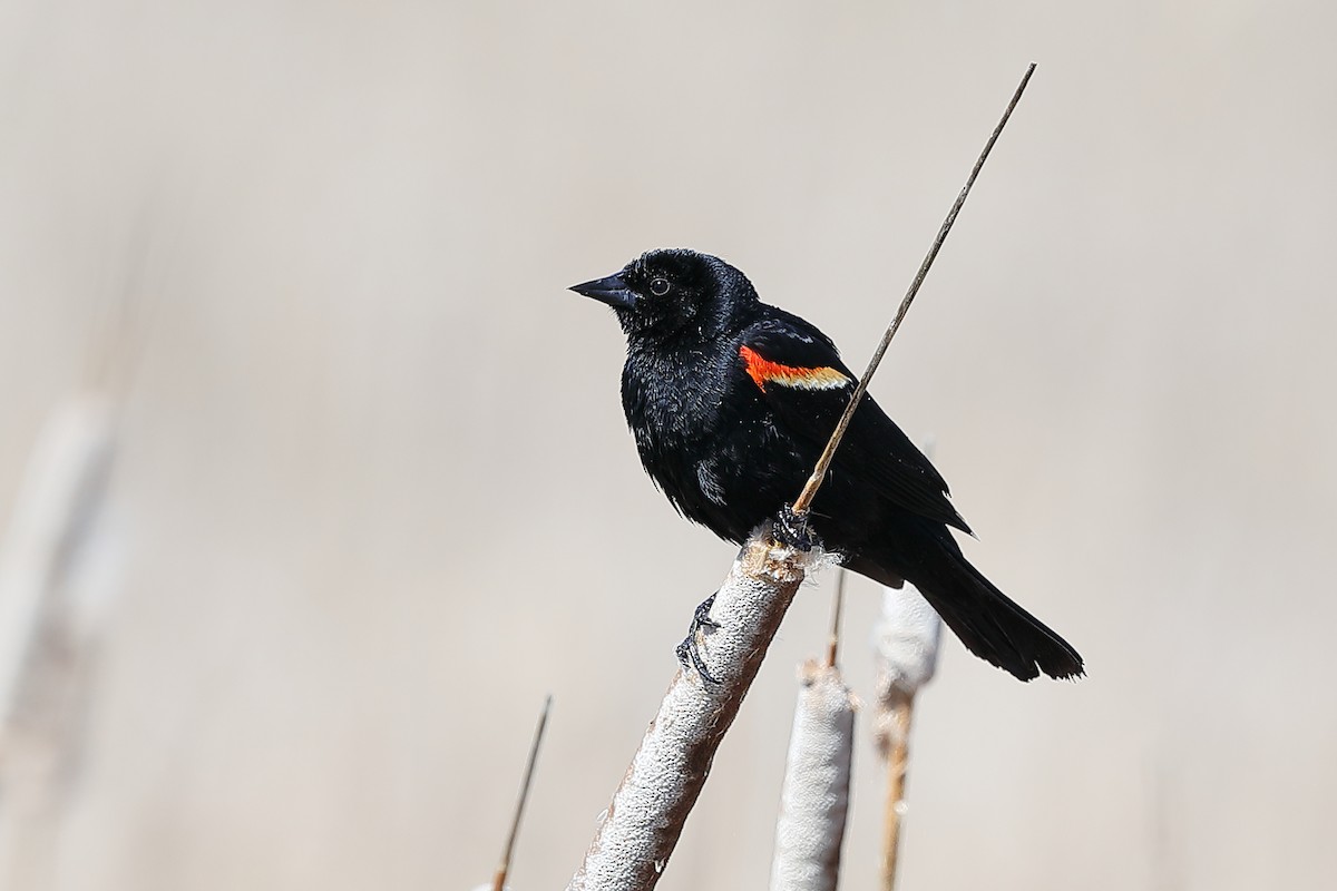 Red-winged Blackbird - ML619993663