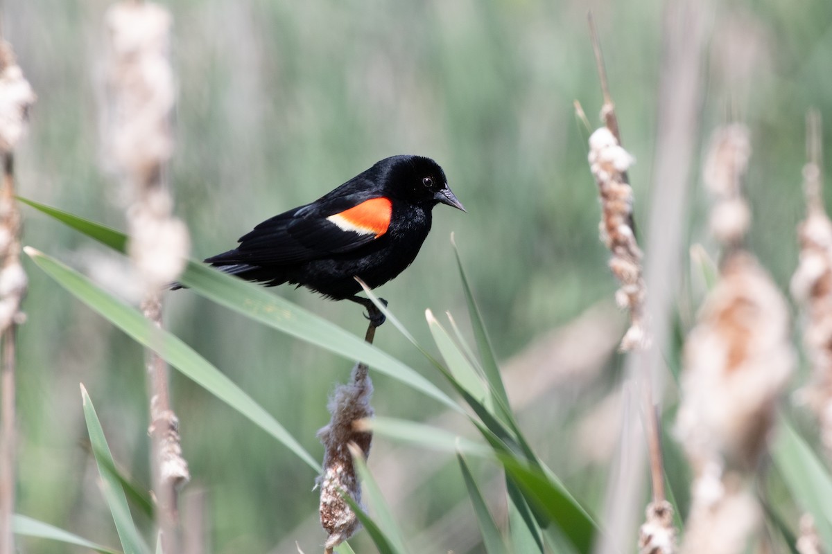 Red-winged Blackbird - ML619993667