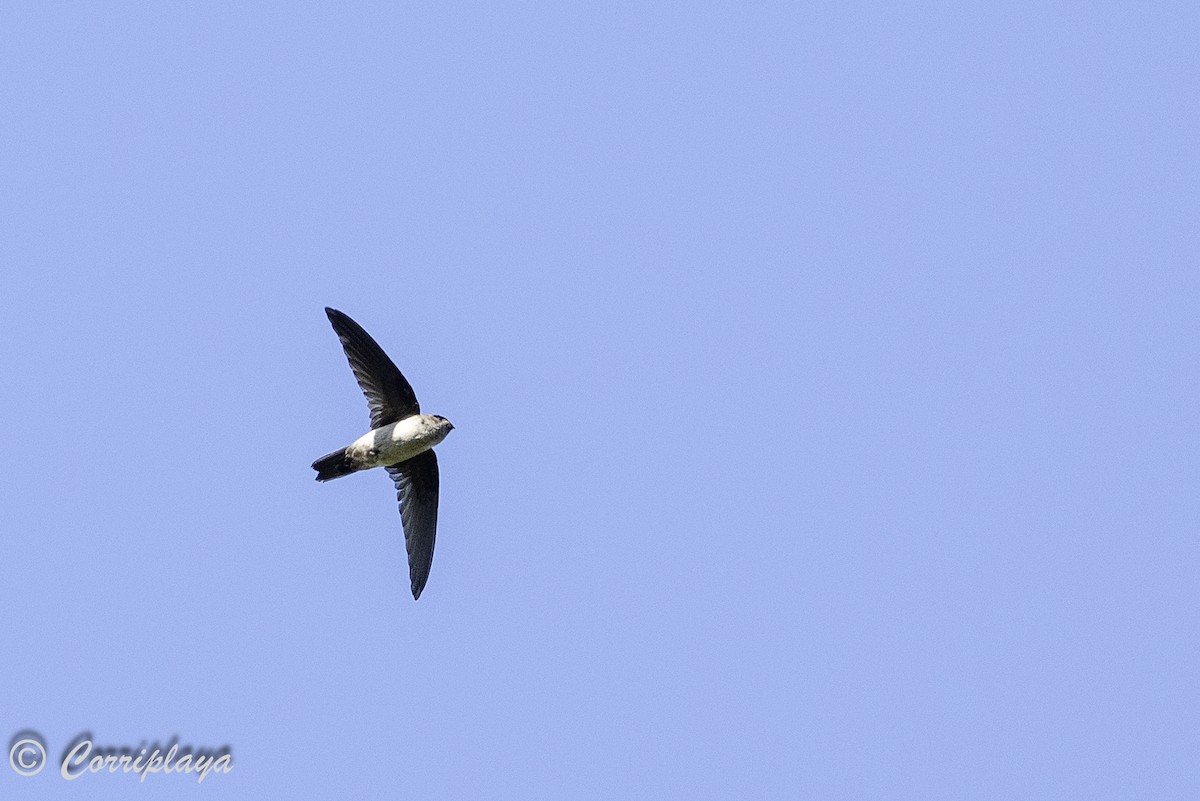 Australian Swiftlet - ML619993670