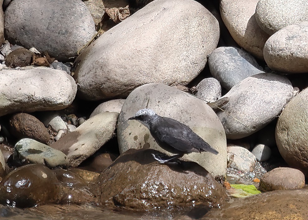 White-capped Dipper - ML619993671