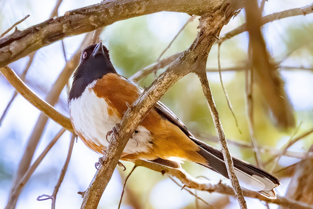 Spotted Towhee - ML619993675