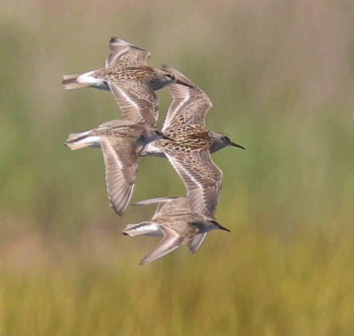 White-rumped Sandpiper - ML619993676