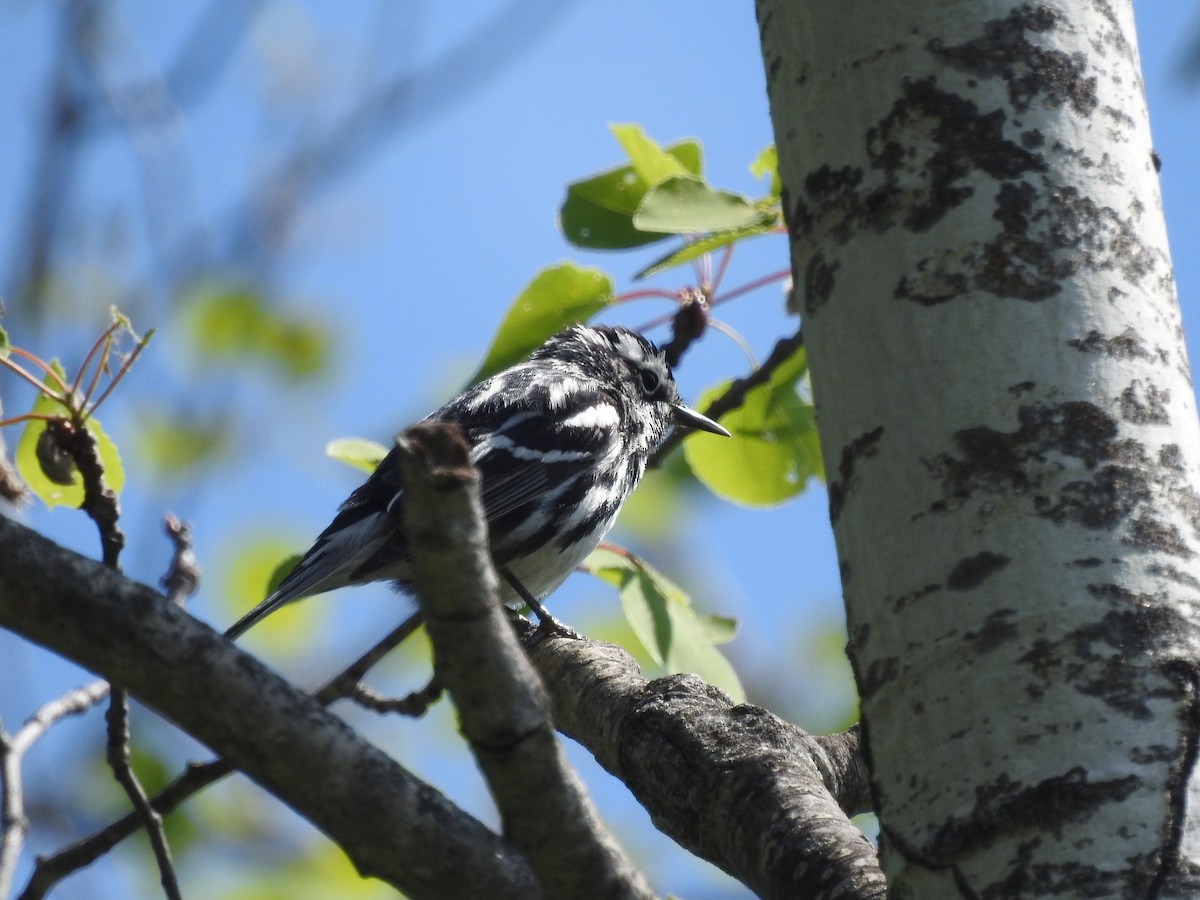 Black-and-white Warbler - ML619993684