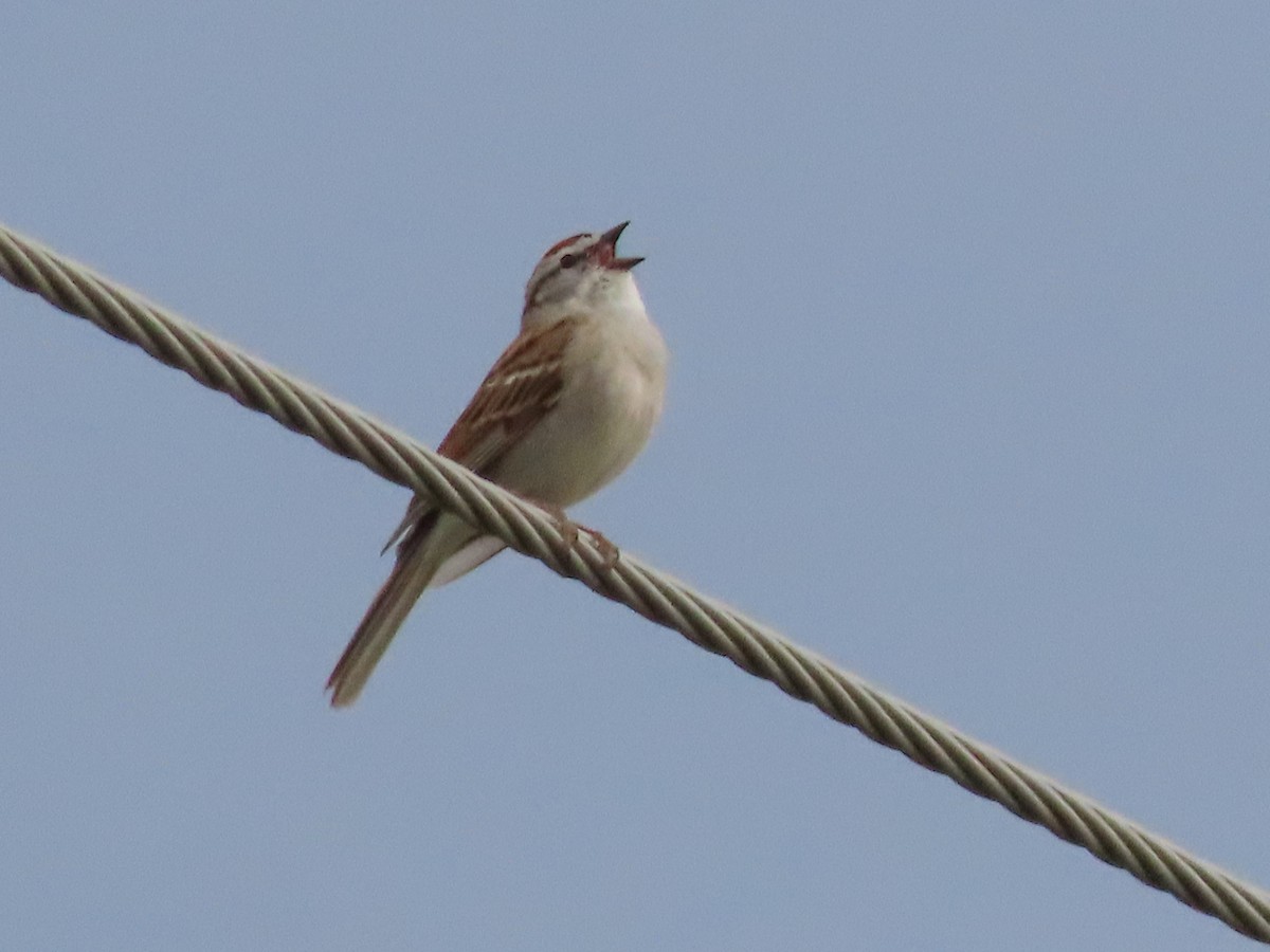 Chipping Sparrow - ML619993714