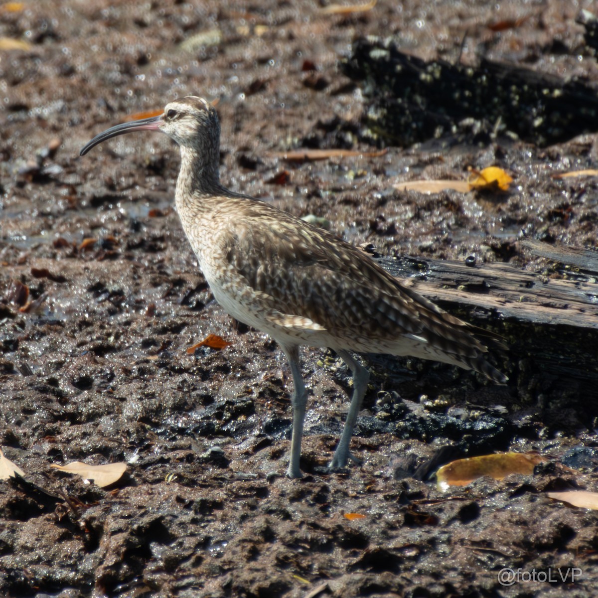 Whimbrel - ML619993720