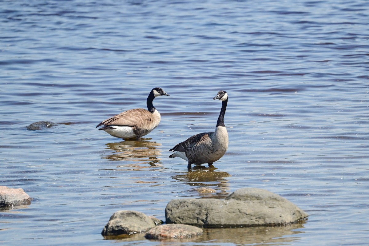 Canada Goose - ML619993732