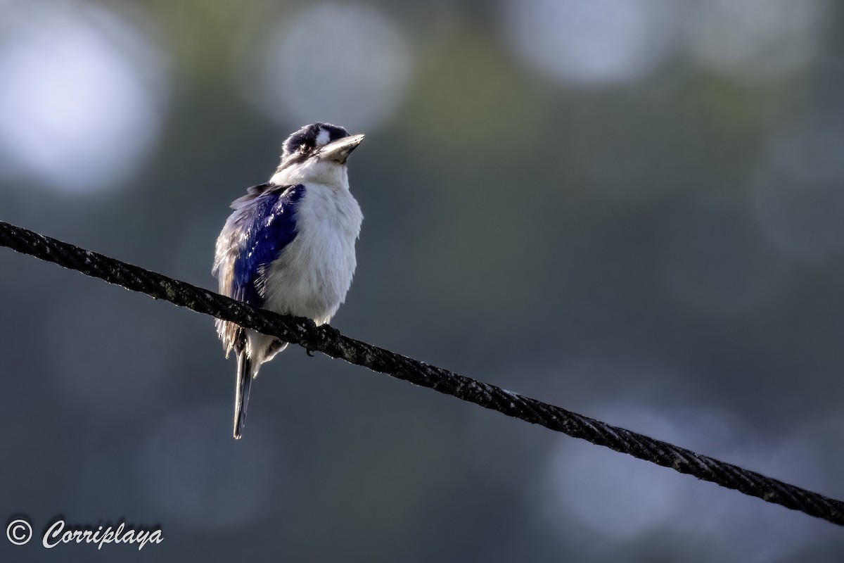 Forest Kingfisher - ML619993738