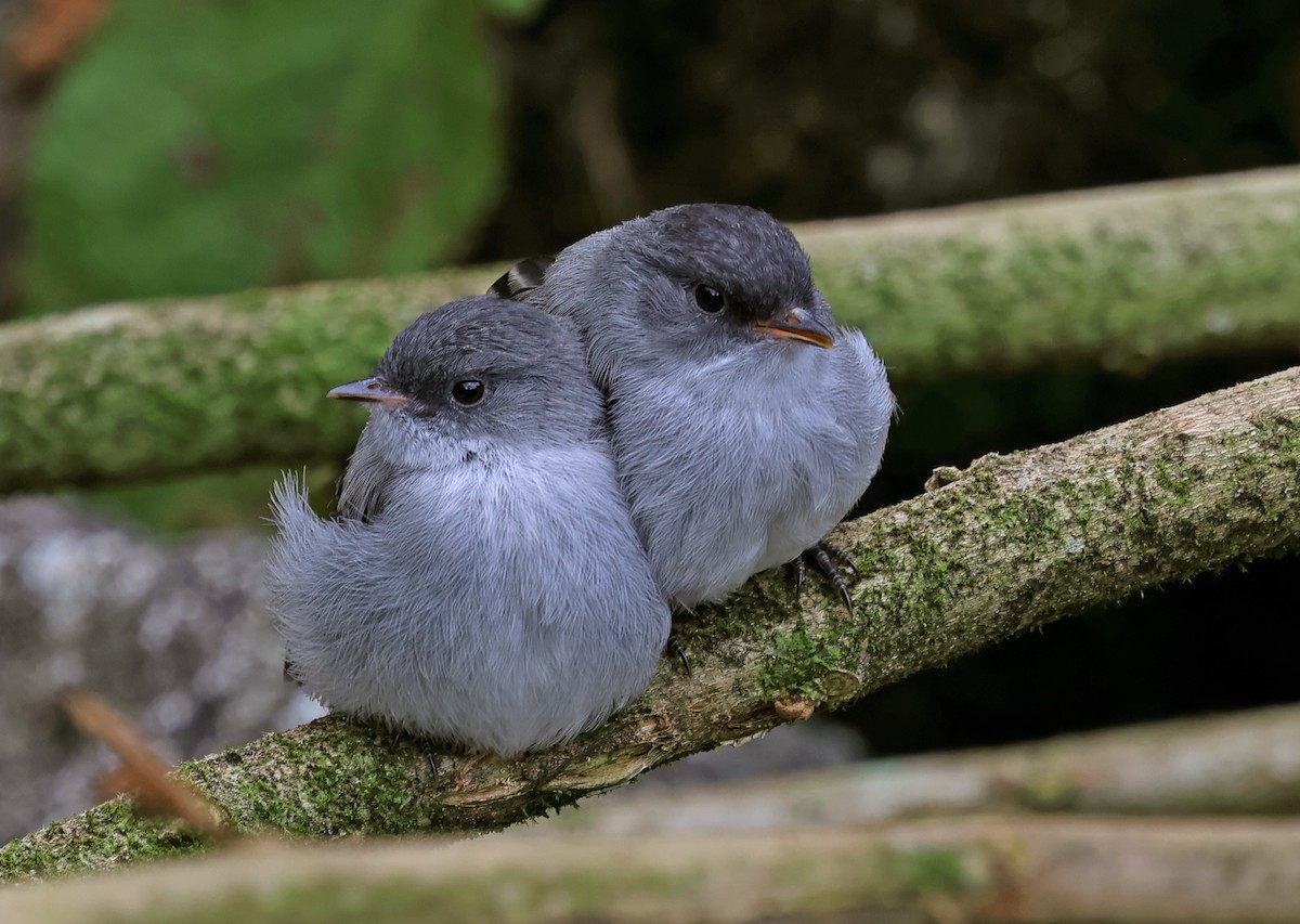 Torrent Tyrannulet - ML619993739