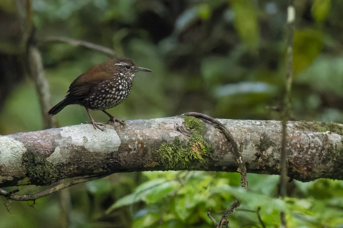 Sharp-tailed Streamcreeper - ML619993740