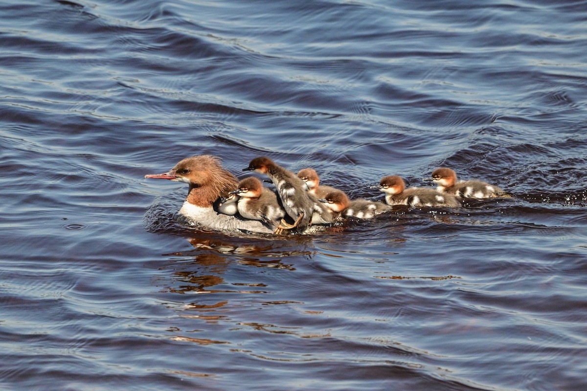 Common Merganser - ML619993750