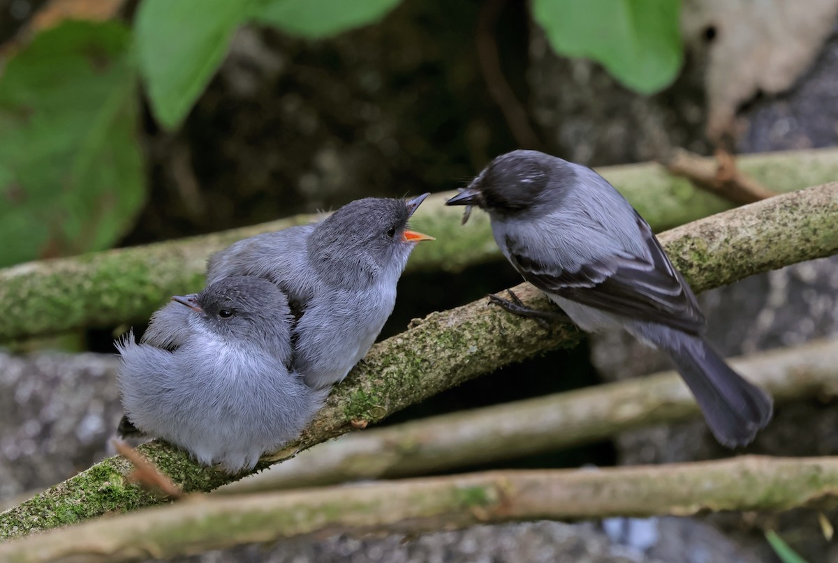 Torrent Tyrannulet - ML619993754