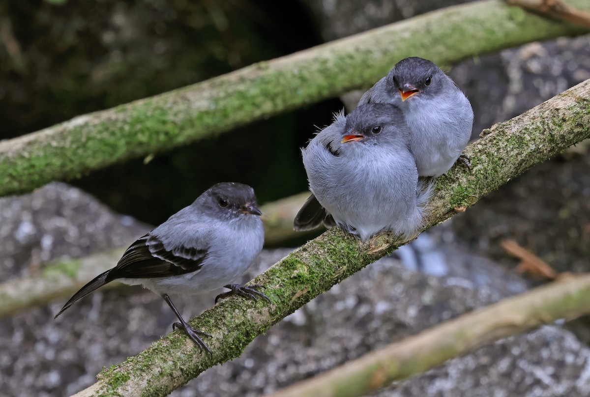 Torrent Tyrannulet - ML619993761