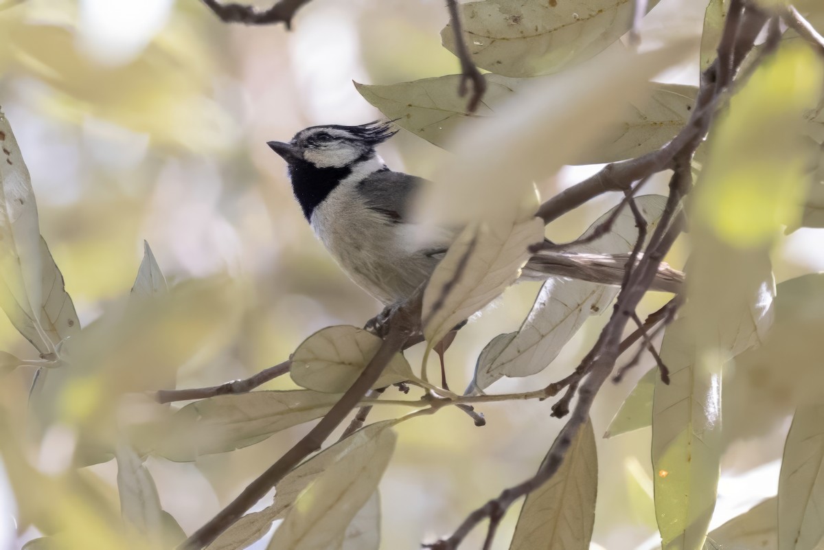 Bridled Titmouse - ML619993762