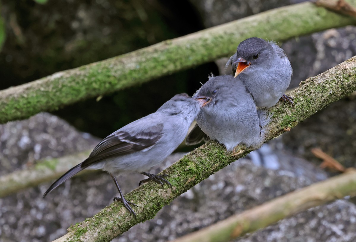 Torrent Tyrannulet - ML619993763