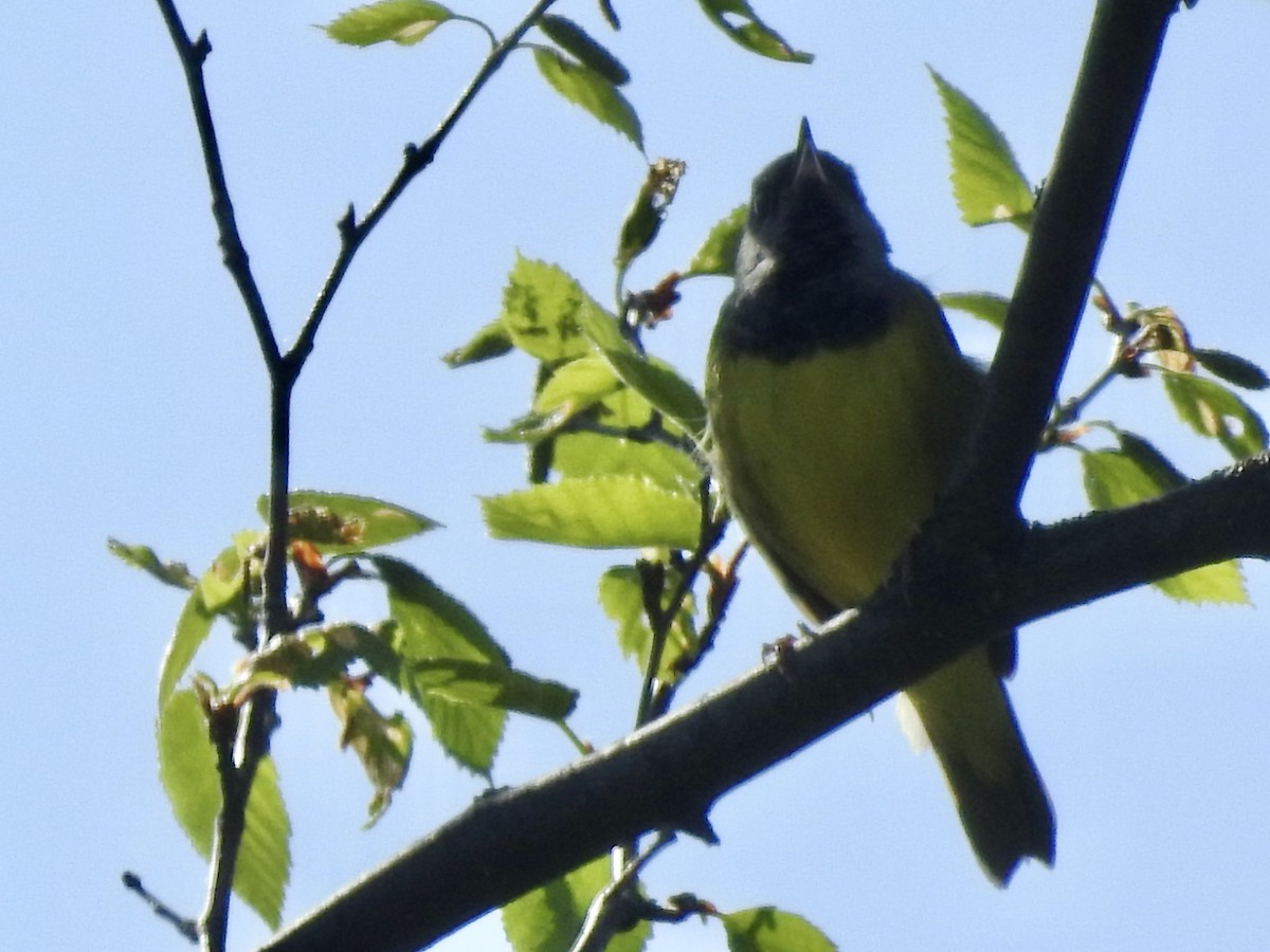 Graukopf-Waldsänger - ML619993764