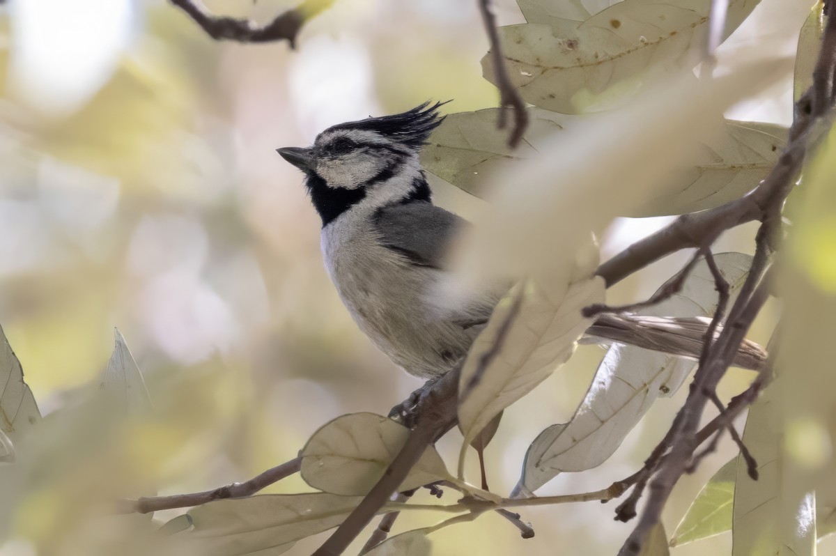 Bridled Titmouse - ML619993768