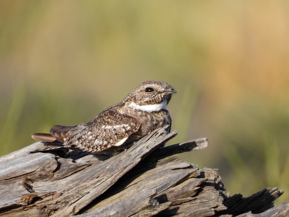 Lesser Nighthawk - ML619993772