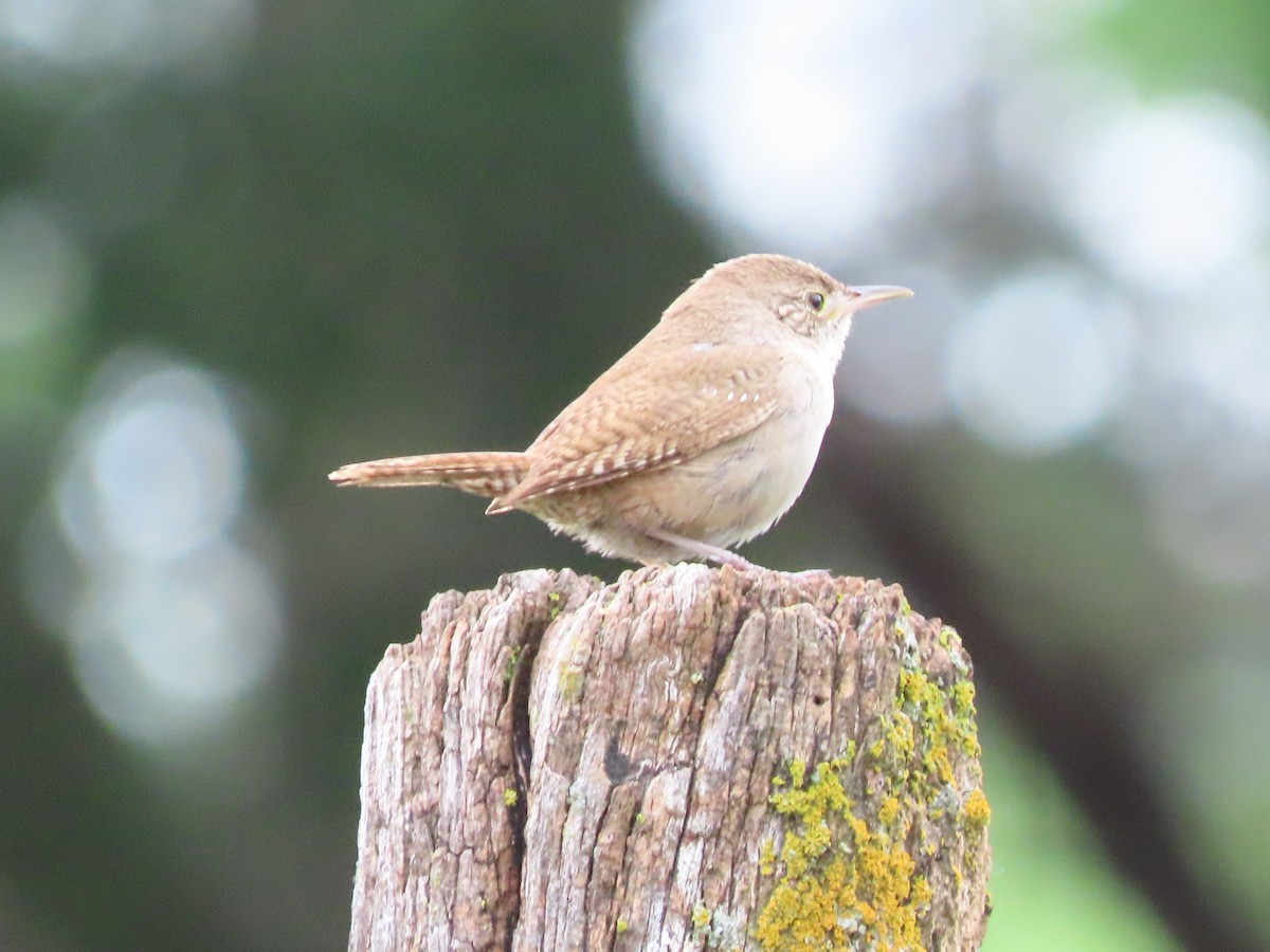 House Wren - ML619993778