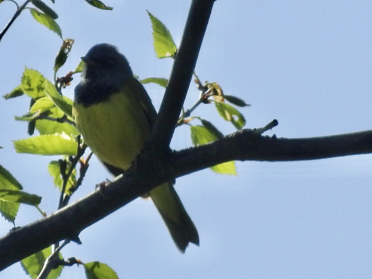 Mourning Warbler - ML619993790