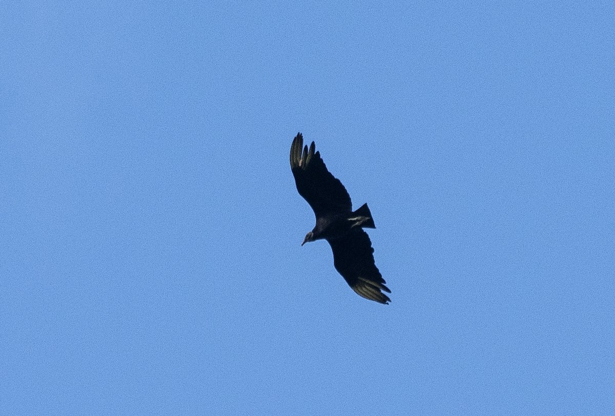 Black Vulture - ML619993795