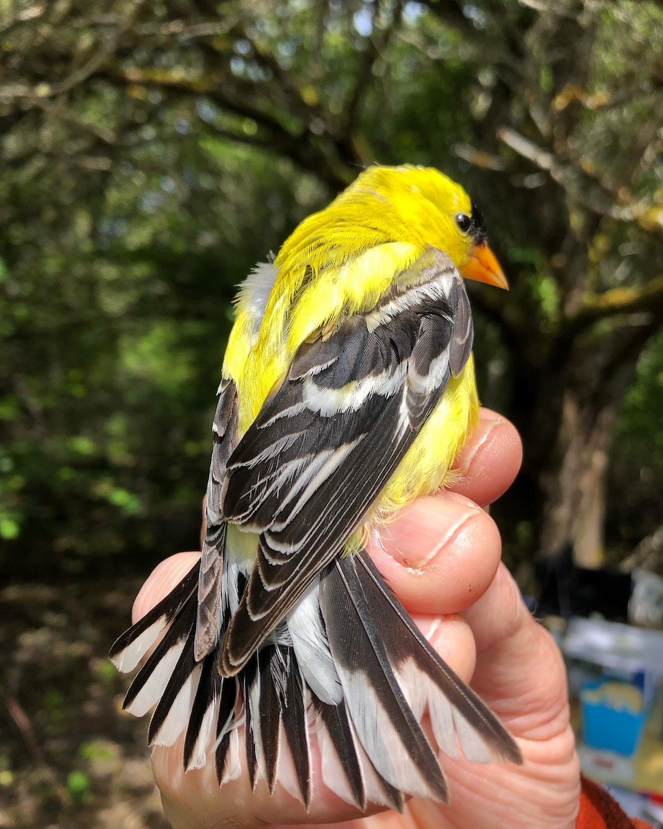 American Goldfinch - ML619993796