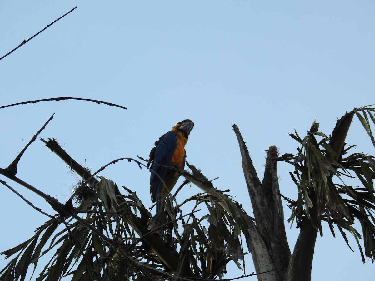 Blue-and-yellow Macaw - ML619993801
