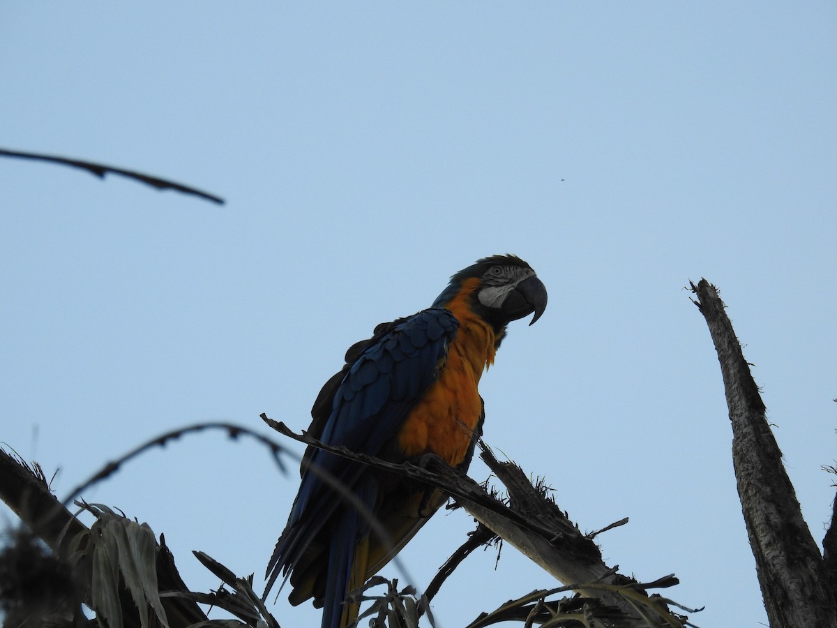 Blue-and-yellow Macaw - ML619993802