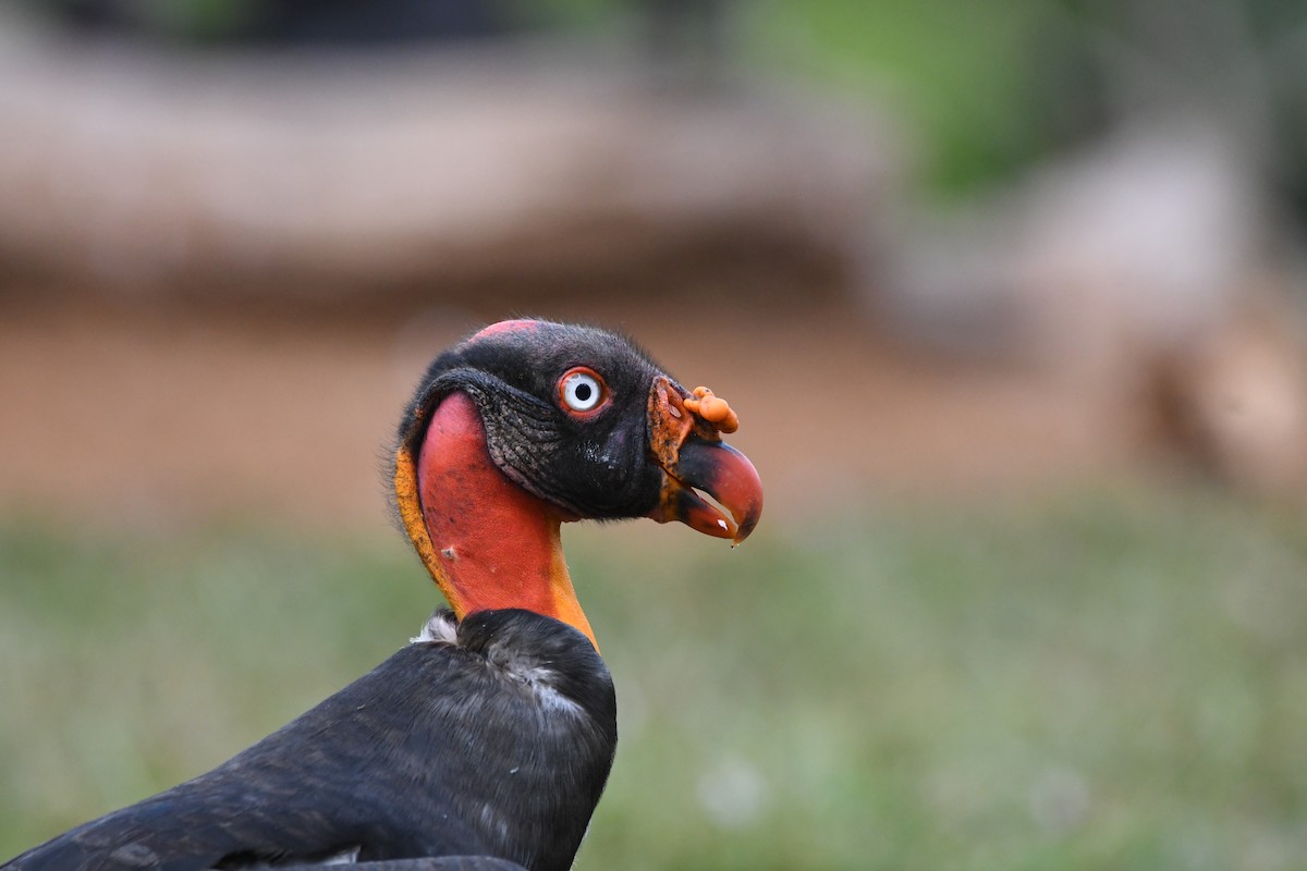 King Vulture - ML619993806