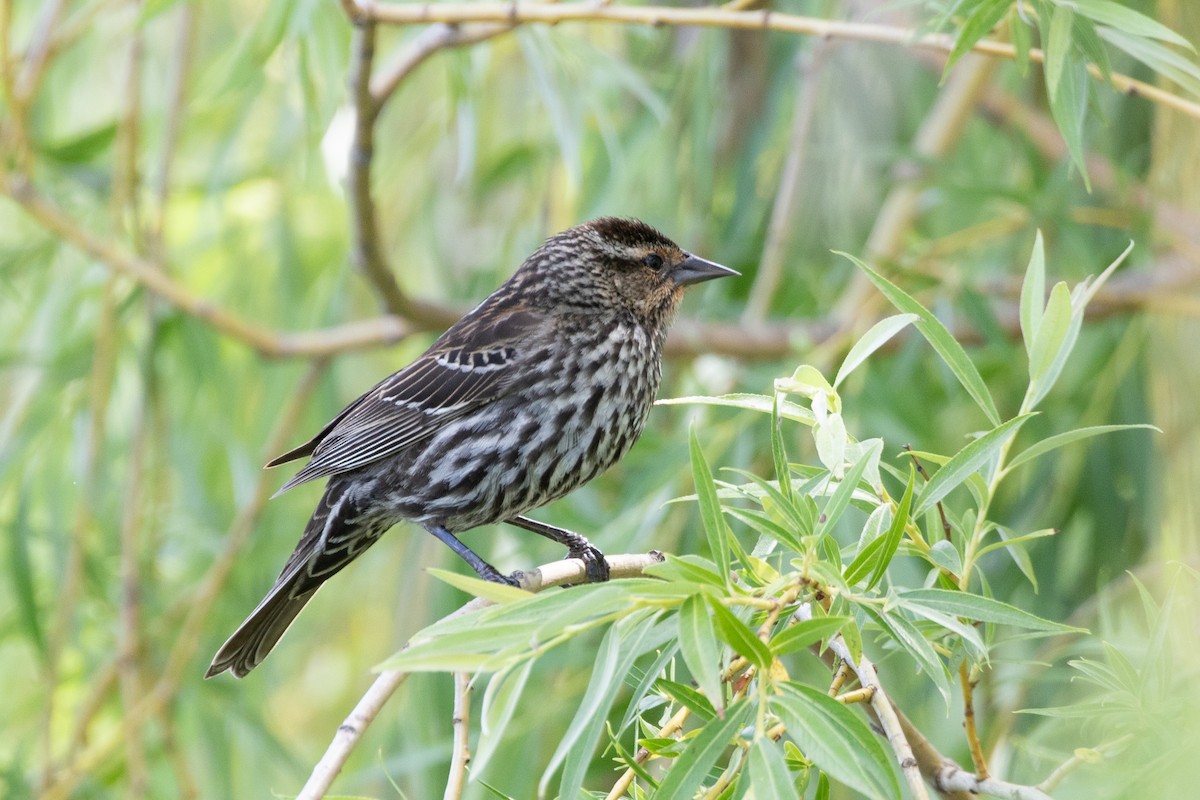 Red-winged Blackbird - ML619993807