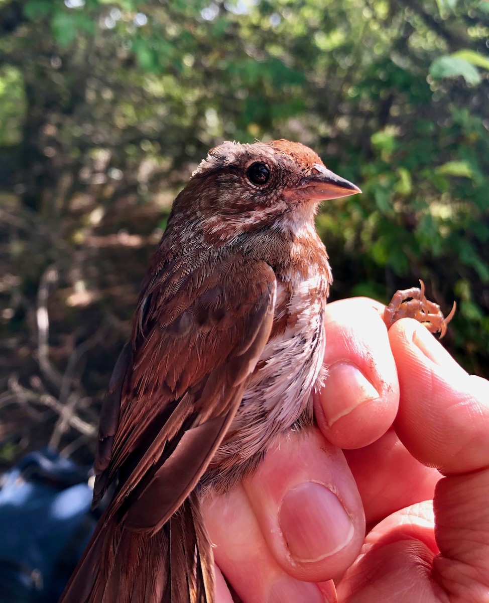 Song Sparrow - ML619993811