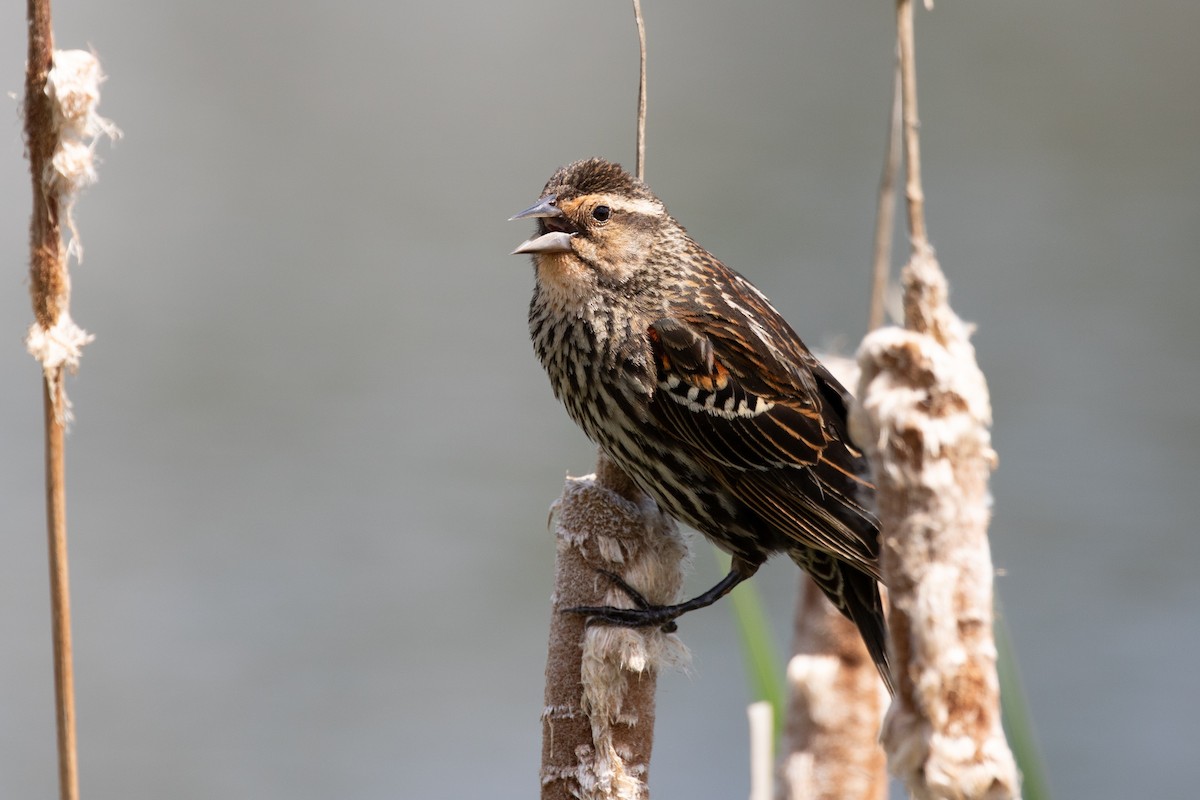 Red-winged Blackbird - ML619993812