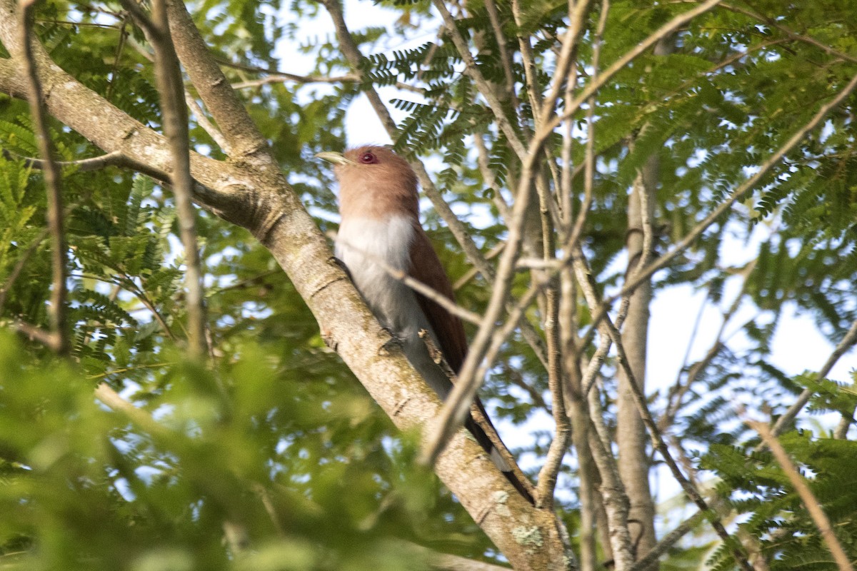 Squirrel Cuckoo (Amazonian) - ML619993819