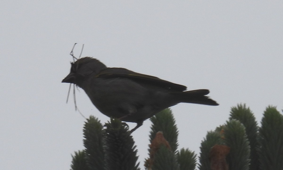 European Greenfinch - ML619993821