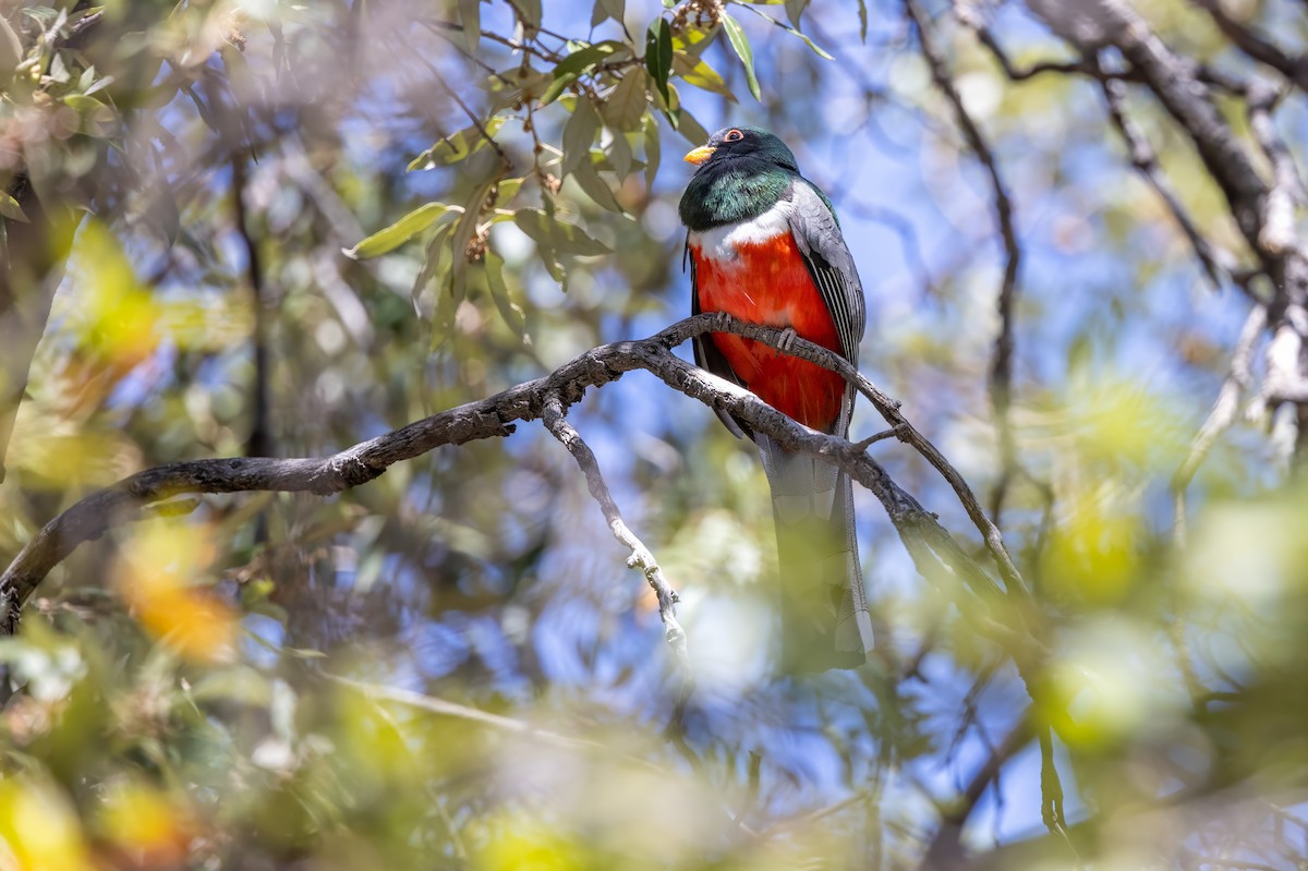 Elegant Trogon - ML619993828