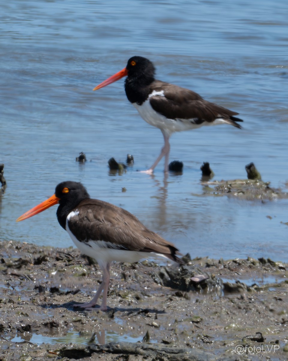 American Oystercatcher - ML619993831