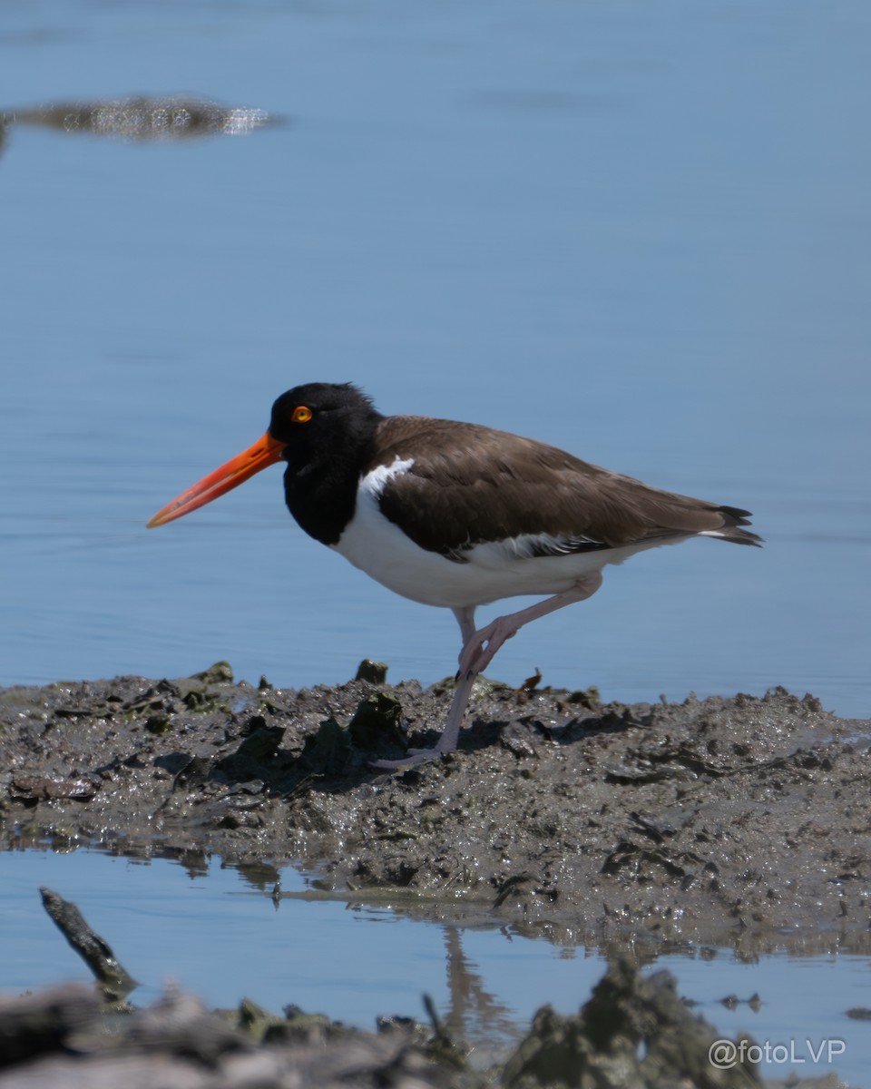 American Oystercatcher - ML619993834