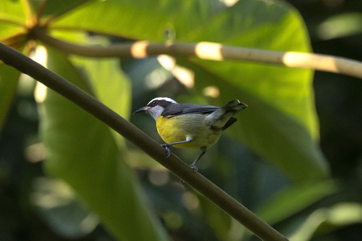 Bananaquit - ML619993838