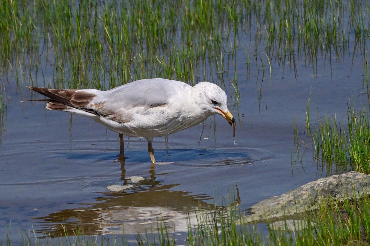 Ring-billed Gull - ML619993849