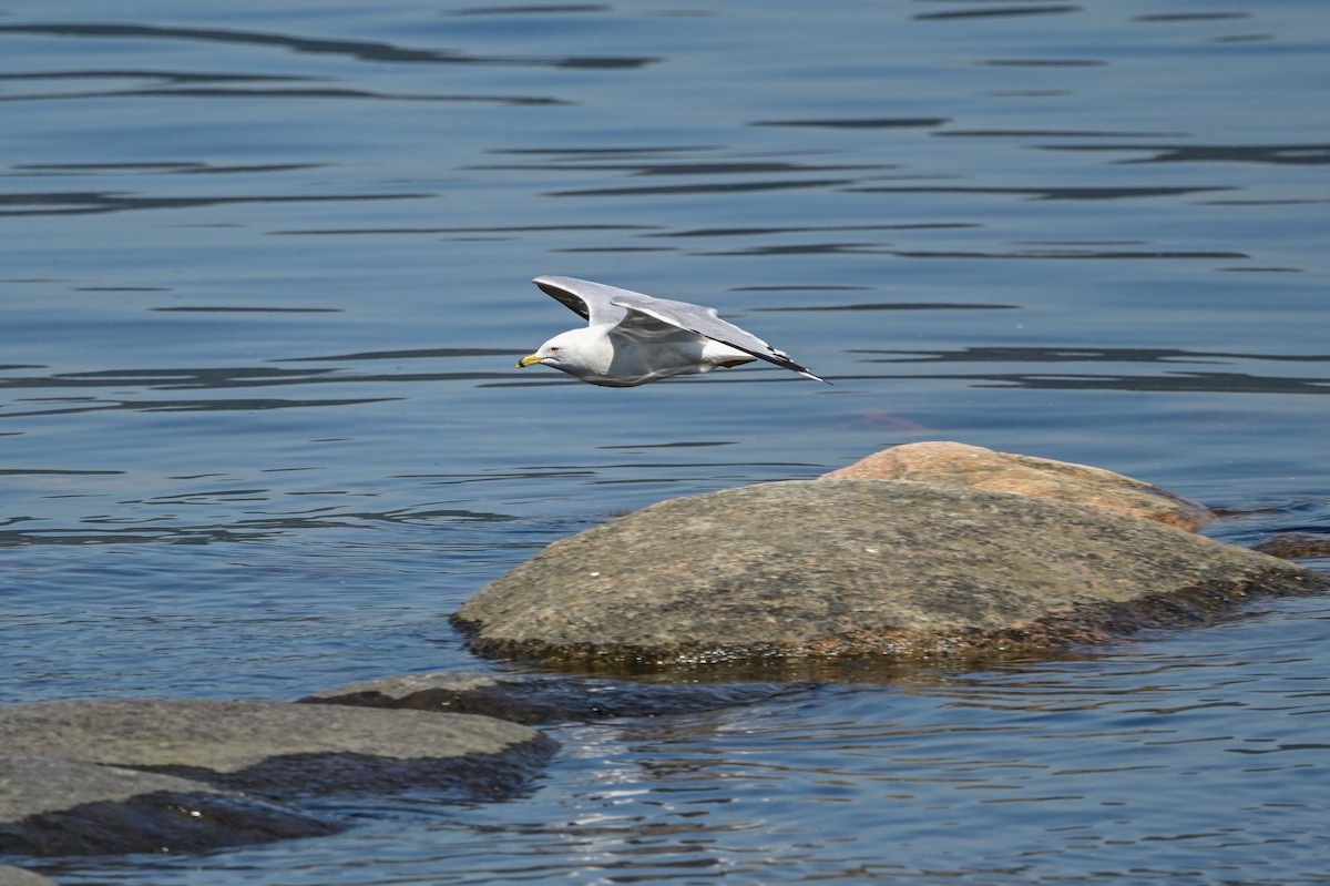 Ring-billed Gull - Serg Tremblay