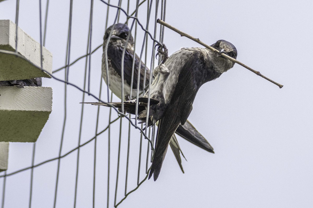 Purple Martin - ML619993854