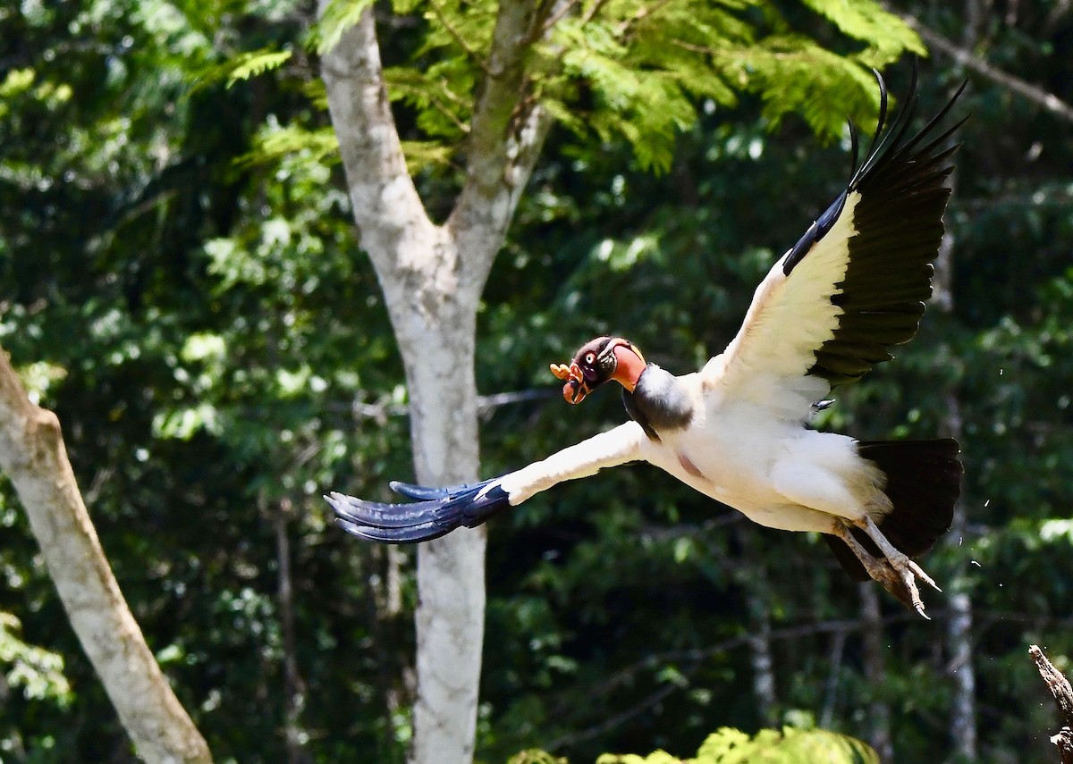 King Vulture - ML619993855