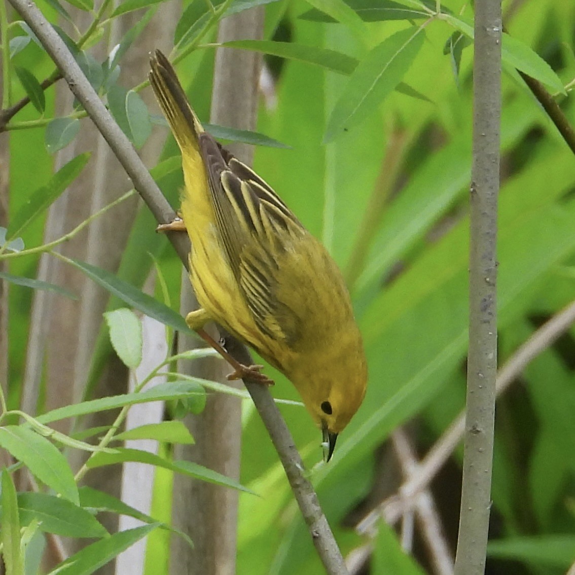 Yellow Warbler - inga schmidt