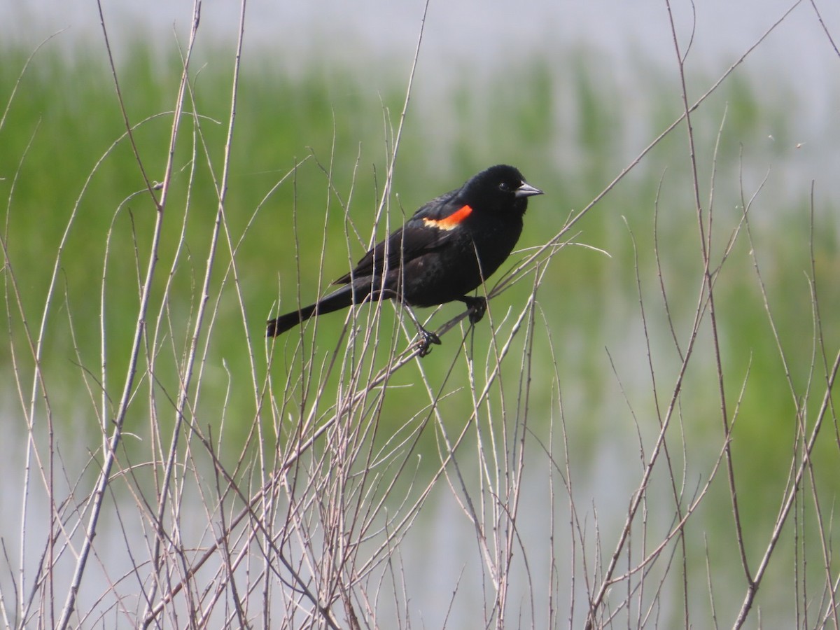 Red-winged Blackbird - ML619993857